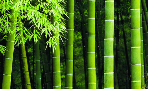 竹木炭衣柜持續走熱市場 博詩曼揭曉其中秘密