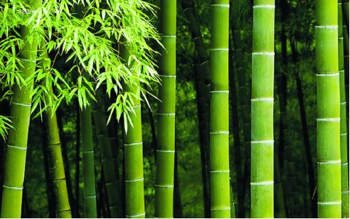 博詩曼衣柜:環保與品質雙誘惑打造甜蜜好婚房